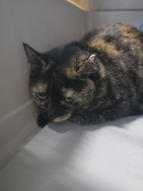 MARBLES KITTY - Domestic Short Hair available for adoption