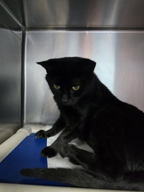 LIZZIE - Domestic Short Hair available for adoption