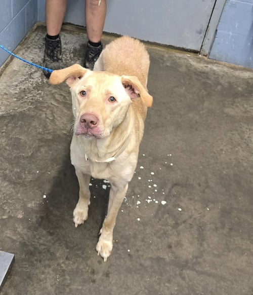 CHICKEN NUGGET - Labrador Retriever available for adoption