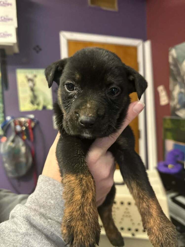 FANTA - Terrier available for adoption