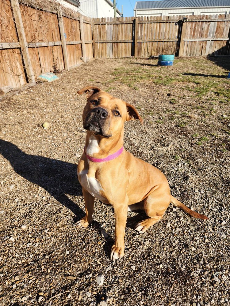 TOT - Pit Bull Terrier available for adoption