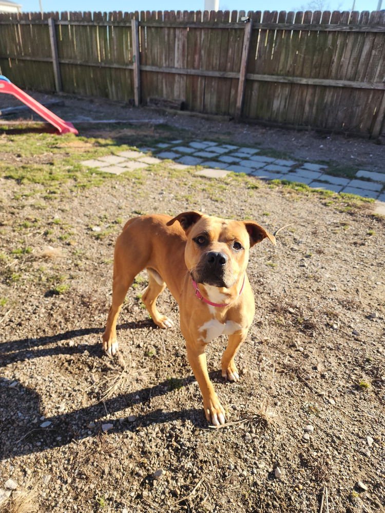 TOT - Pit Bull Terrier available for adoption