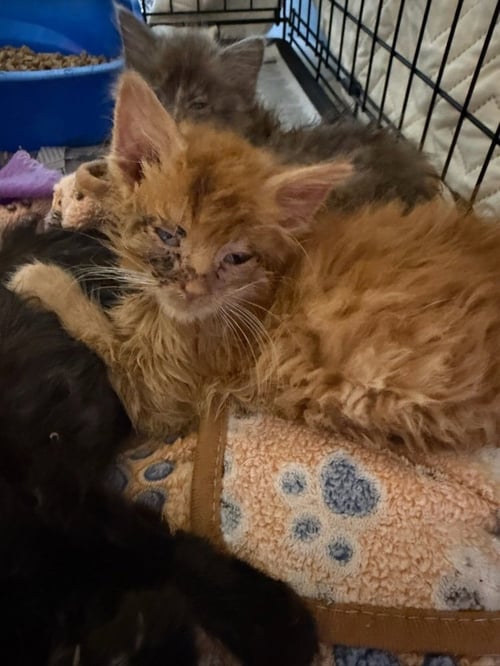 COSTANZA - Domestic Medium Hair available for adoption