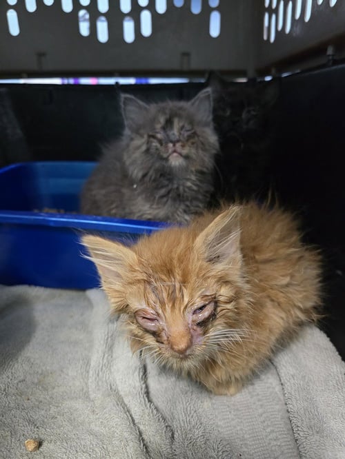COSTANZA - Domestic Medium Hair available for adoption