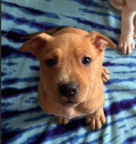 SATURN - Pit Bull Terrier available for adoption