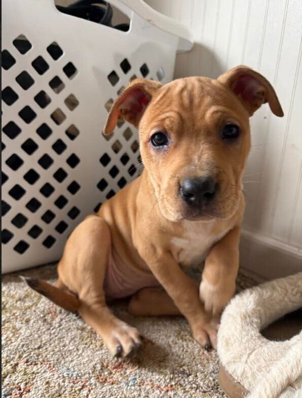 SATURN - Pit Bull Terrier available for adoption