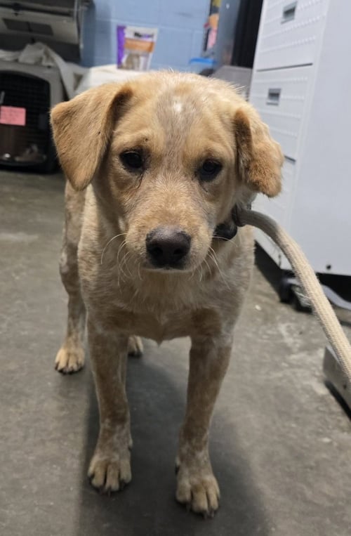 LONESTAR - Cattle Dog available for adoption