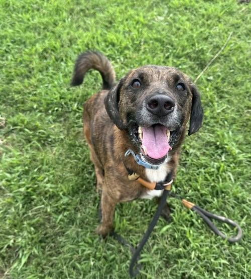 HOUSTON - Pit Bull Terrier available for adoption