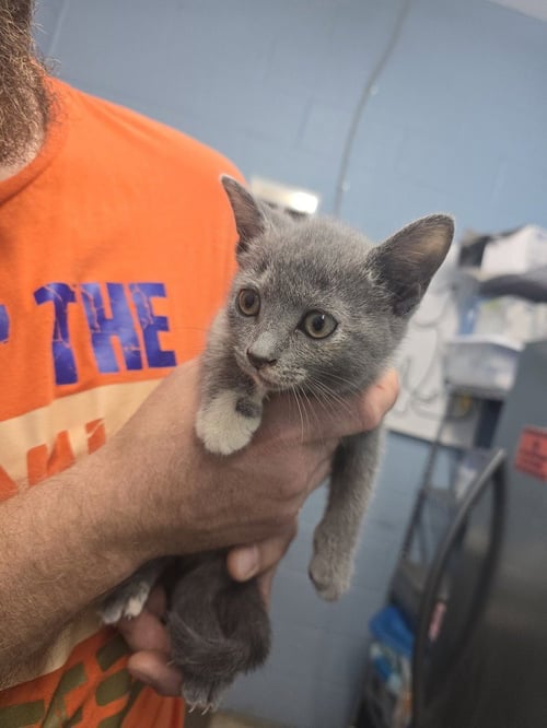 ATLANTIS - Domestic Short Hair available for adoption