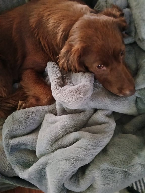Sadie Image