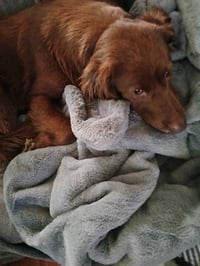 Sadie - Photo 1