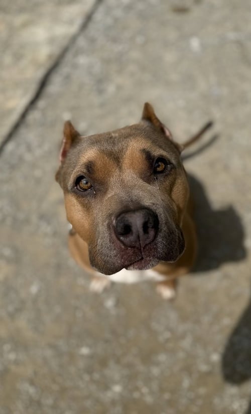 BECKHAM COOPER - American Pit Bull Terrier available for adoption