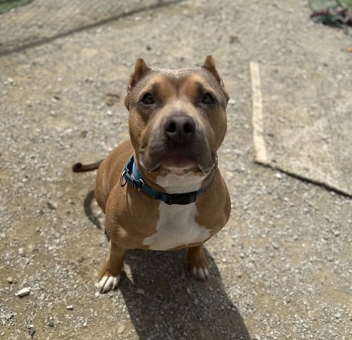 BECKHAM COOPER - American Pit Bull Terrier available for adoption