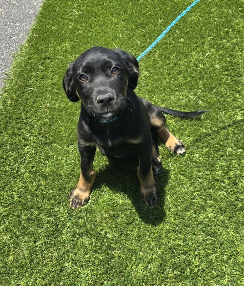 DRE - Shepherd available for adoption