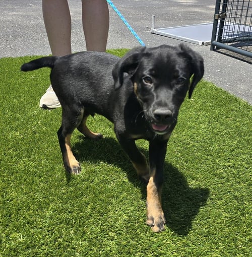 DRE - Shepherd available for adoption