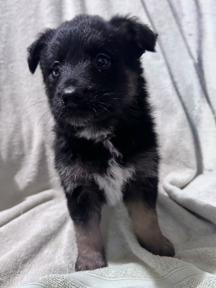 FORD - Cattle Dog / Feist available for adoption