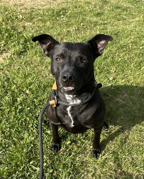 ATHENA - Pit Bull Terrier available for adoption