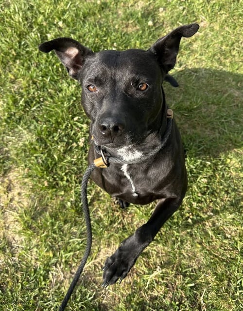 ATHENA - Pit Bull Terrier available for adoption