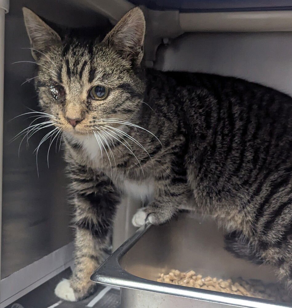 BUCCANEER - Domestic Short Hair available for adoption