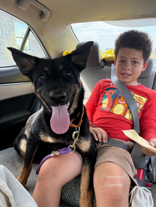 BELLE - German Shepherd Dog / Australian Cattle Dog/Blue Heeler available for adoption