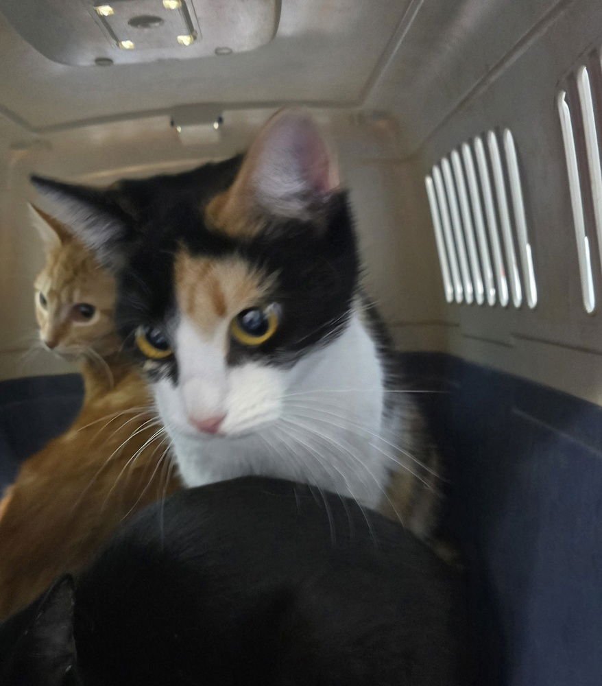 CABBAGE - Domestic Short Hair available for adoption