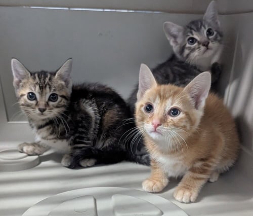SOLAR - Domestic Short Hair available for adoption