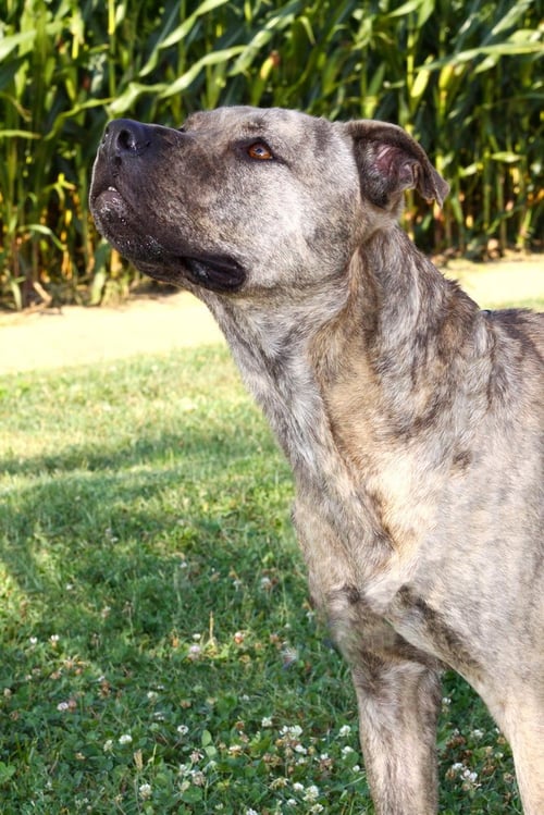 ZEUS BABY - Pit Bull Terrier available for adoption