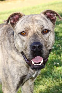 Zeus Baby - Photo 3