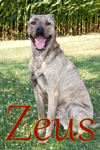 Zeus Baby - Photo 4