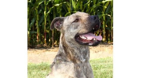 ZEUS BABY - Pit Bull Terrier available for adoption
