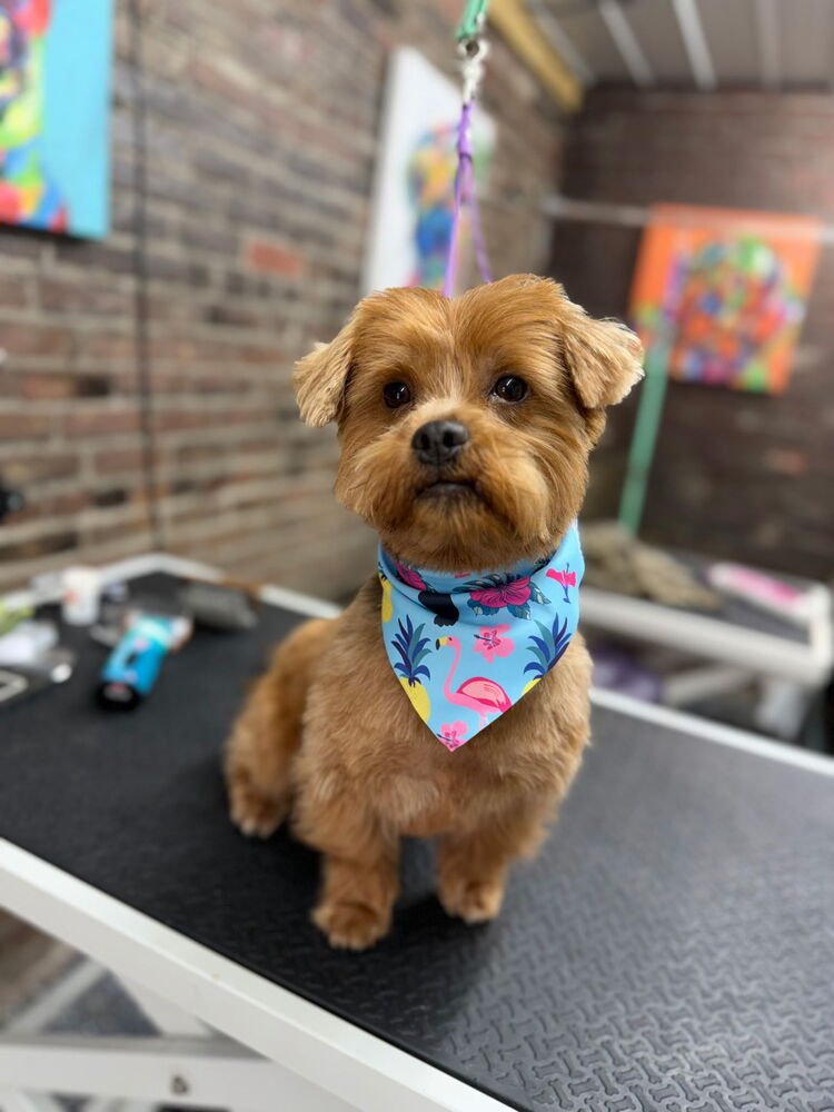 VINNIE - Shih Tzu / Yorkshire Terrier Yorkie available for adoption