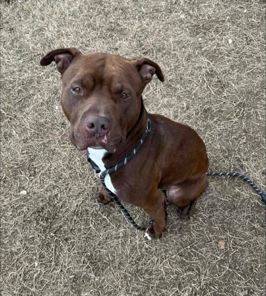 EASY - Pit Bull Terrier available for adoption