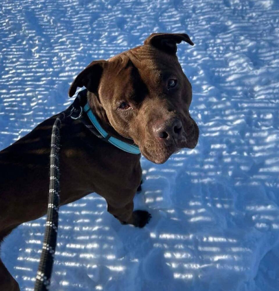 EASY - Pit Bull Terrier available for adoption