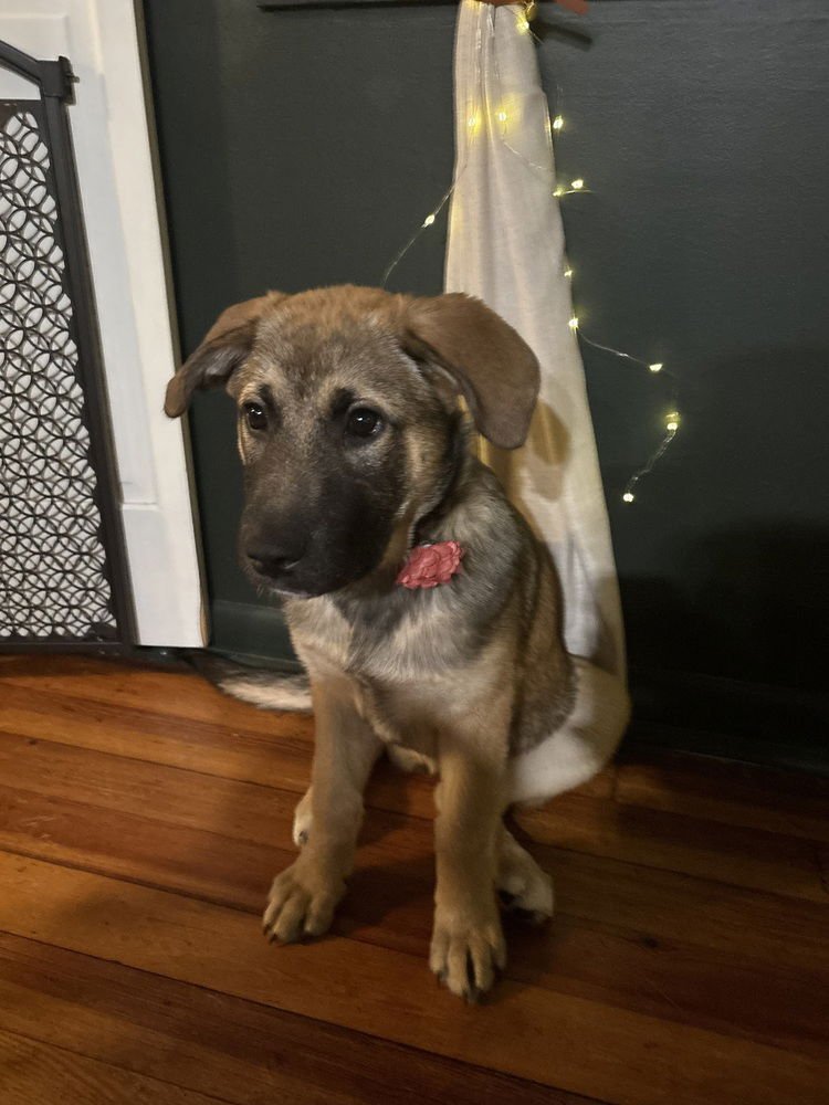 MISTLETOE - Terrier available for adoption