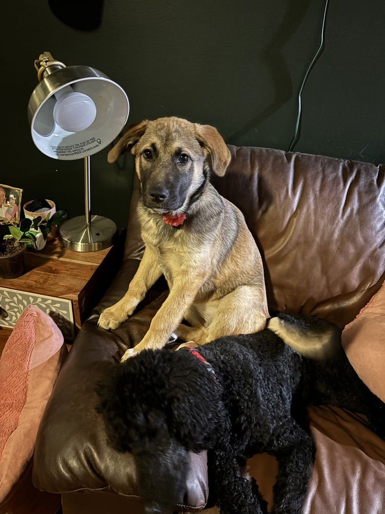 MISTLETOE - Terrier available for adoption