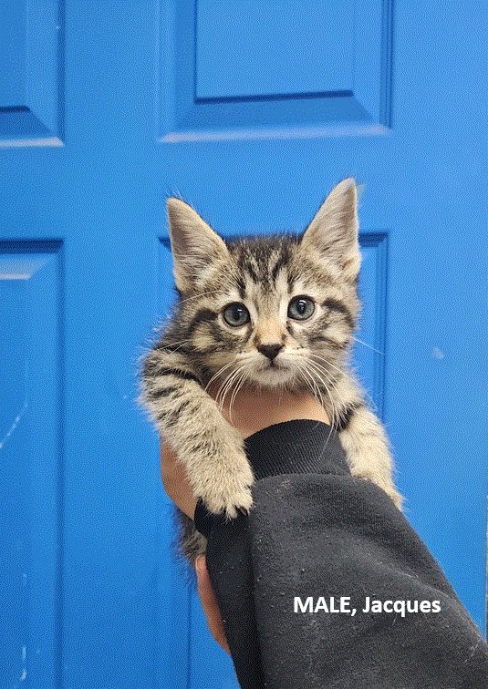 JACQUES - American Shorthair available for adoption