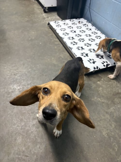 GIDGET - Beagle available for adoption