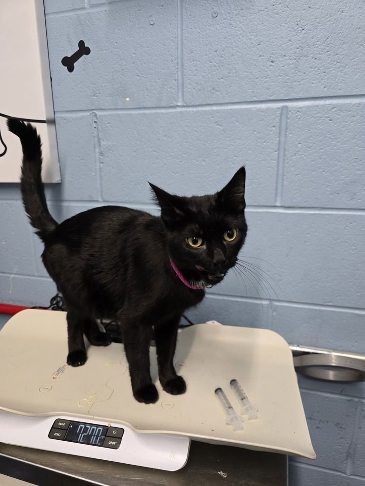 TV - Domestic Short Hair available for adoption