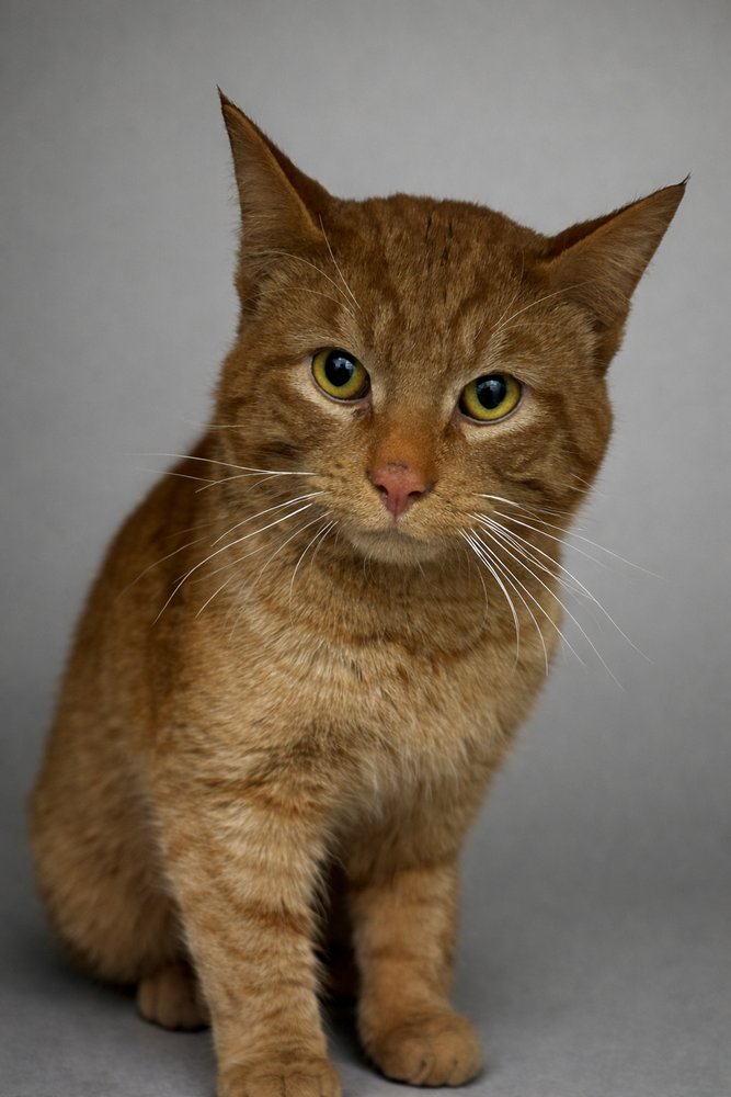 TOFFEE - Domestic Short Hair available for adoption