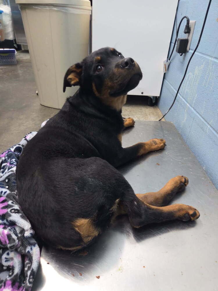 HOT WHEELS - Rottweiler available for adoption