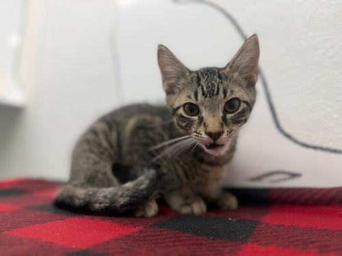 ANUBIS - Domestic Short Hair available for adoption