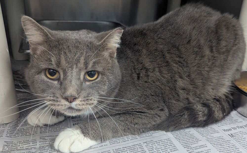 SALVADOR (GRAYSON) - Domestic Short Hair available for adoption