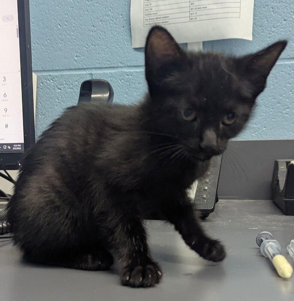 TIZZY - Domestic Short Hair available for adoption