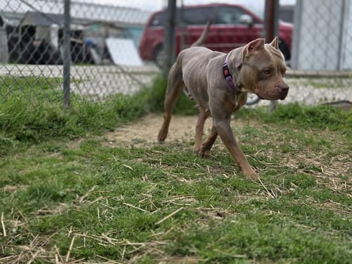 BARB - American Pit Bull Terrier available for adoption