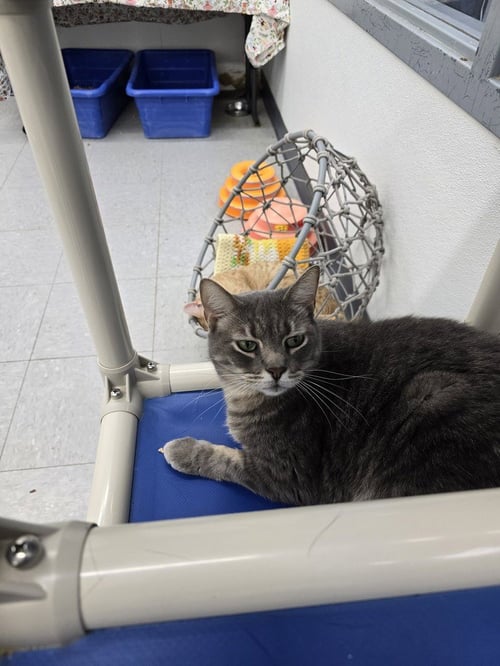 SMOKE - Domestic Short Hair available for adoption