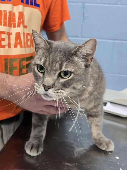SMOKE - Domestic Short Hair available for adoption