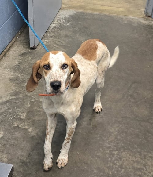 RUBIE - Coonhound available for adoption