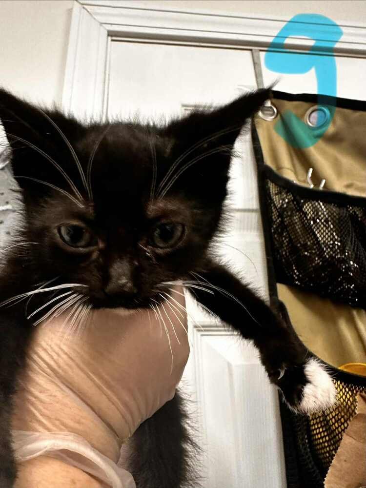 BELL - Domestic Short Hair available for adoption