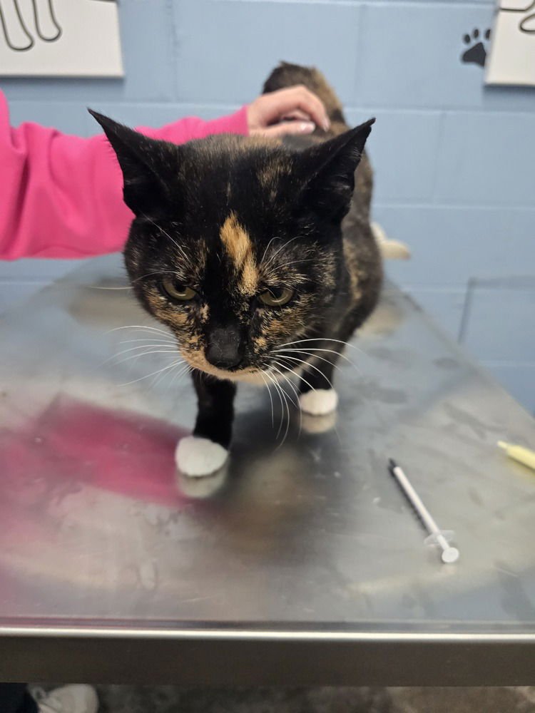 PRETZEL - Domestic Short Hair available for adoption