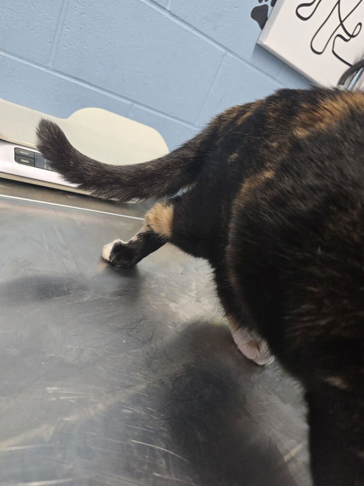 PRETZEL - Domestic Short Hair available for adoption